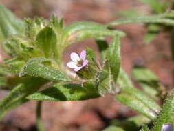 Image of slender phlox