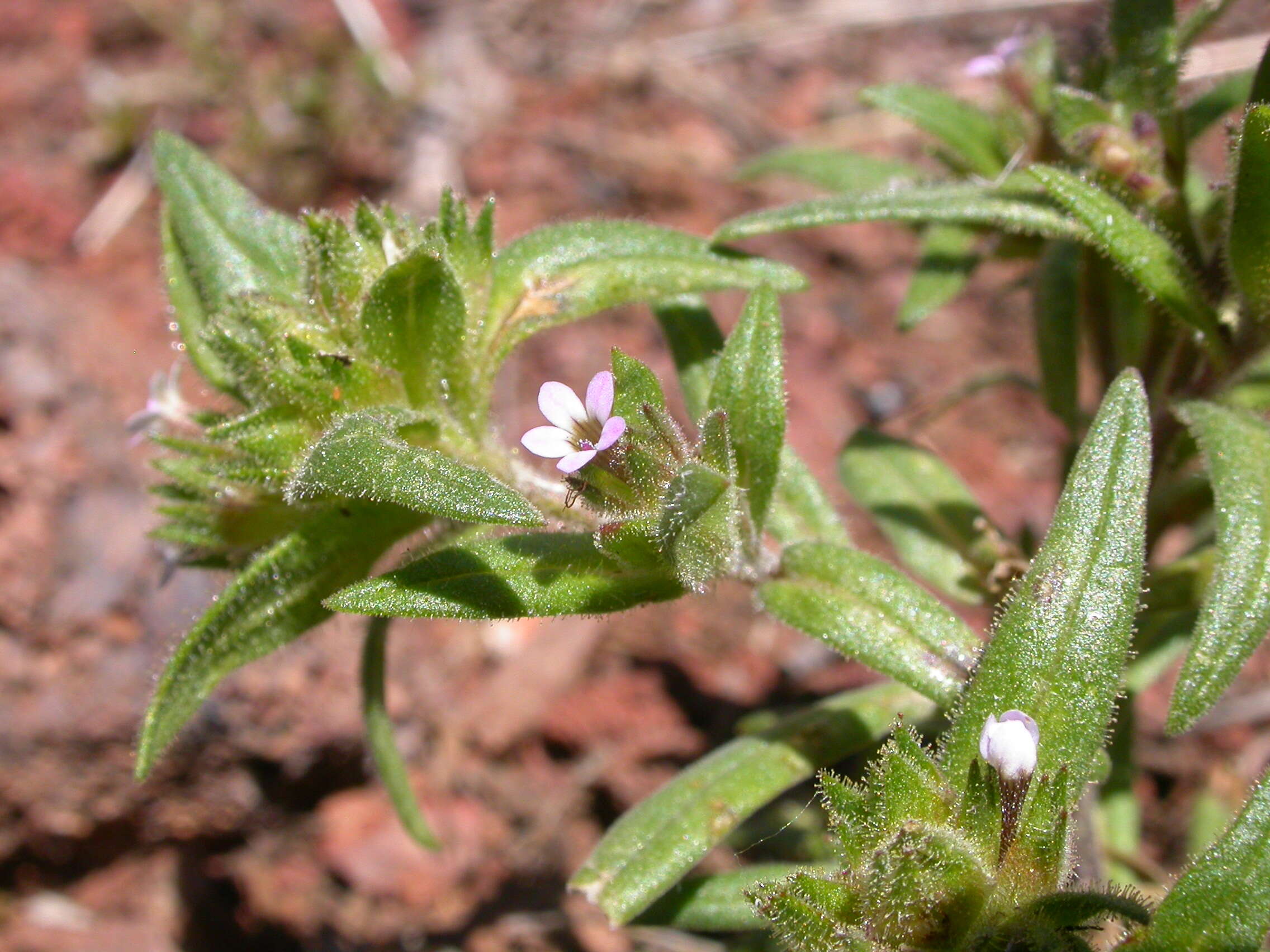 Image of slender phlox