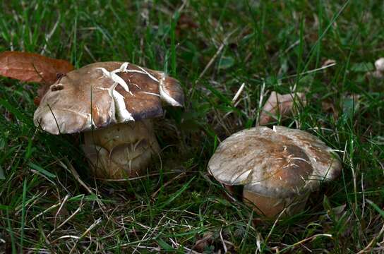 Image of Boletus aereus Bull. 1789