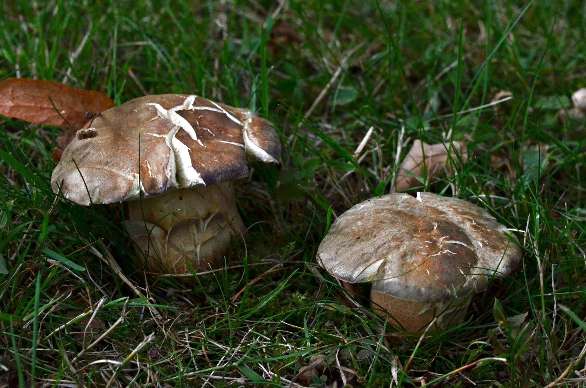 Sivun Boletus aereus Bull. 1789 kuva