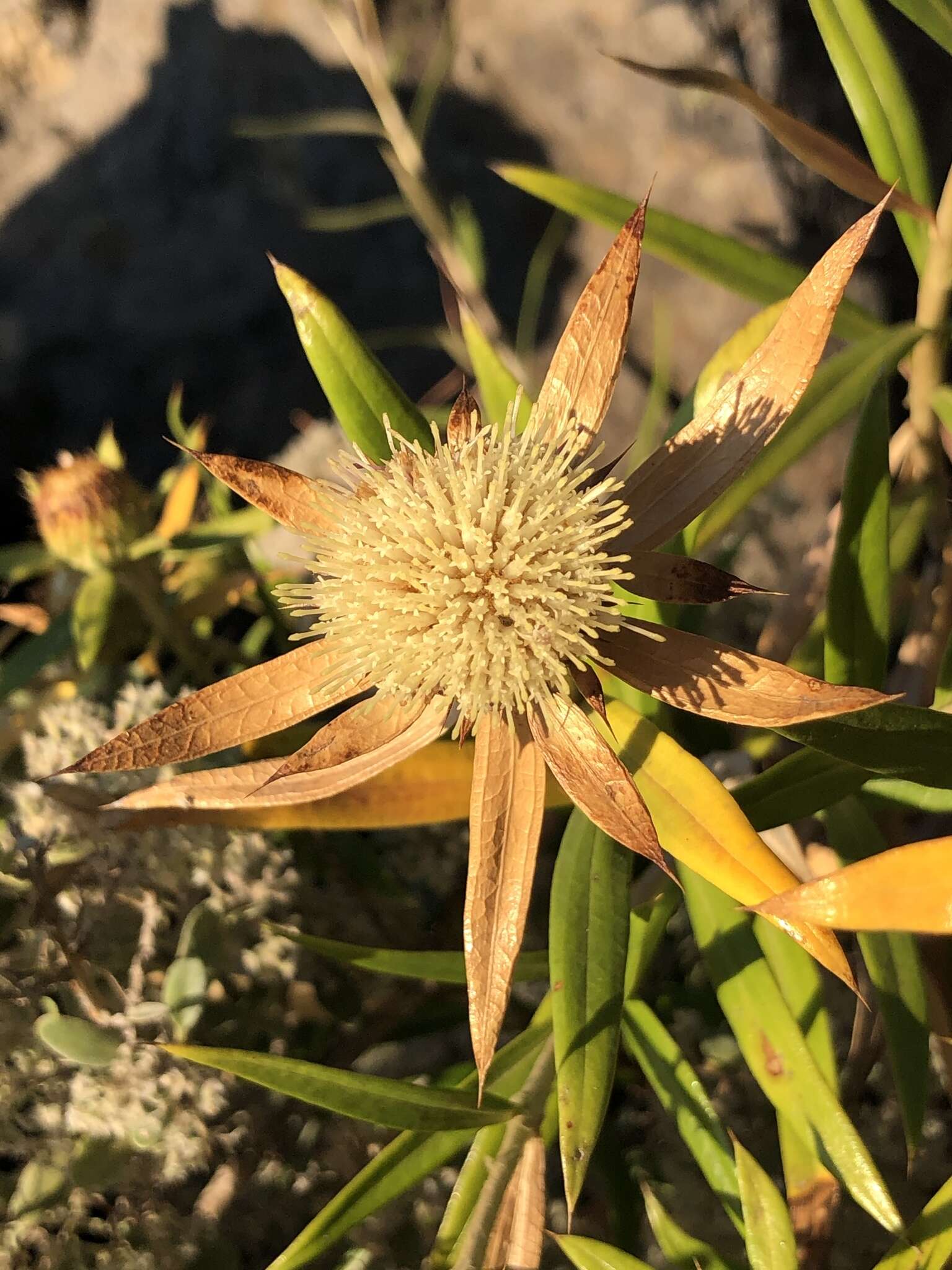 صورة Carlina falcata Svent.