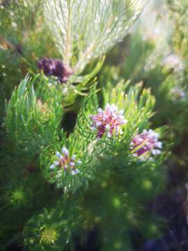 Image of Spatalla setacea (R. Br.) Rourke