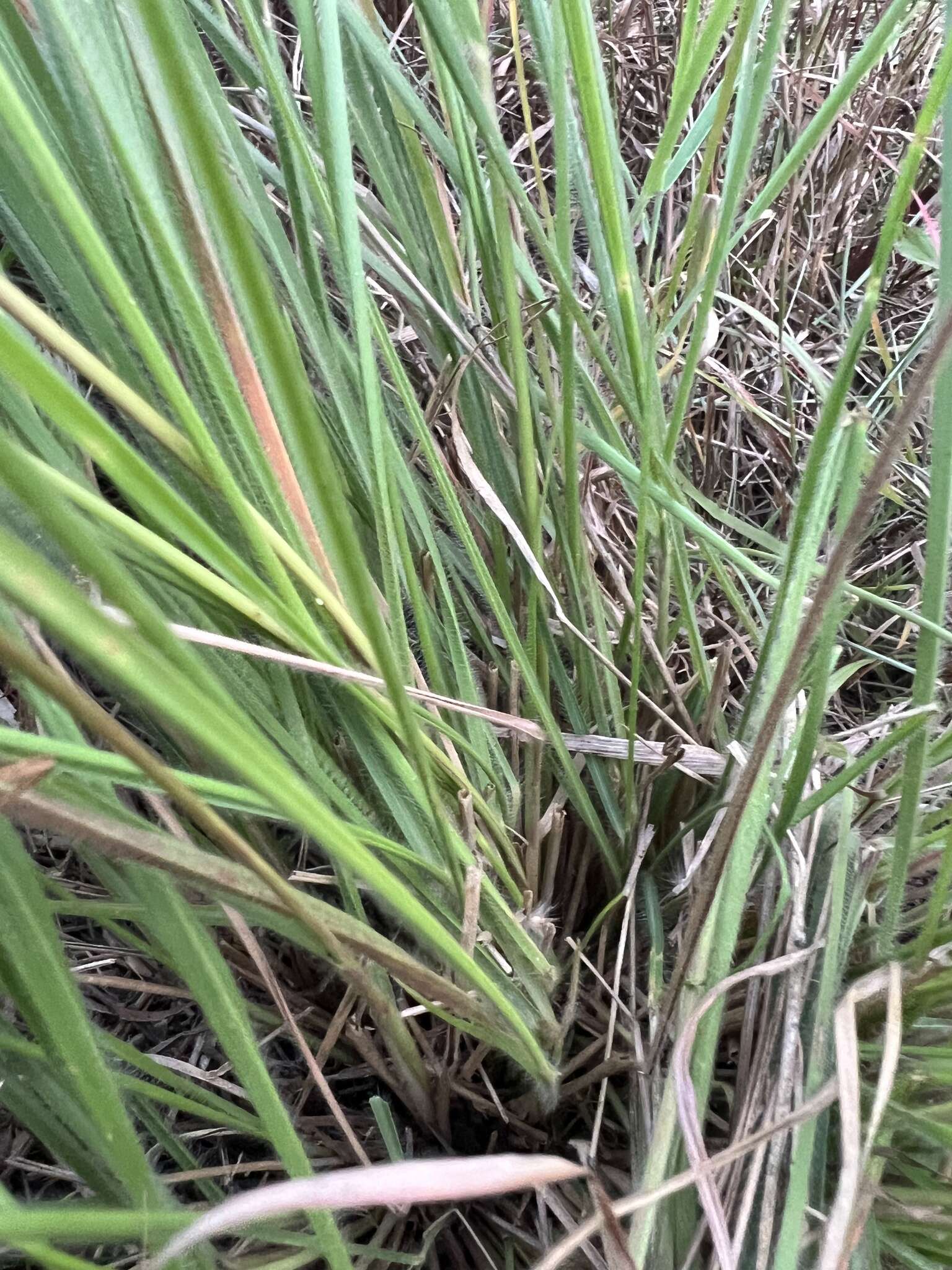 Image of Panicum elegantissimum Hook. fil.