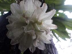 Image of Clowesia dodsoniana E. Aguirre