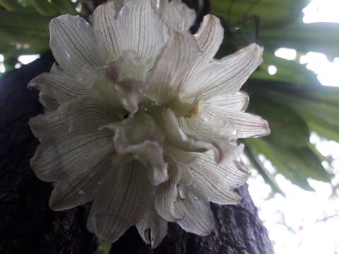 Image of Clowesia dodsoniana E. Aguirre