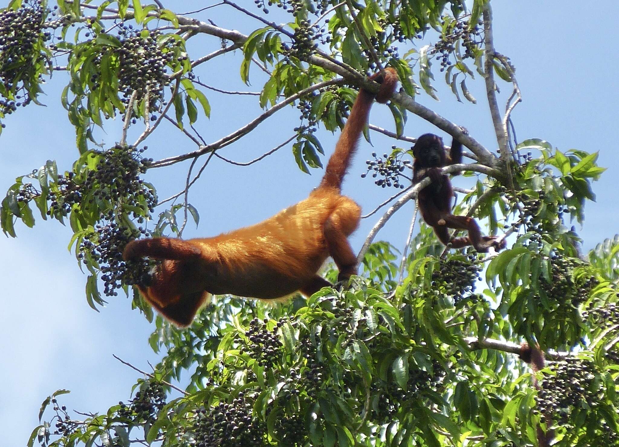 Image of Guianan Red Howler Monkey