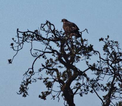 Image of Golden eagle