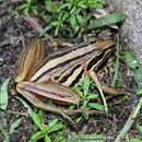 Image of Striped Stream Frog