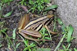 Image of Striped Stream Frog