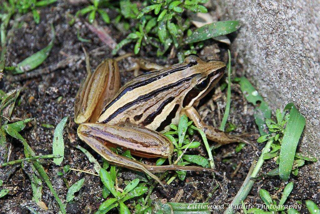 صورة Strongylopus fasciatus (Smith 1849)