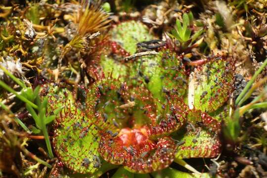 Image of Drosera lowriei N. Marchant