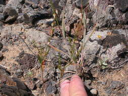 Image of Douglas' knotweed