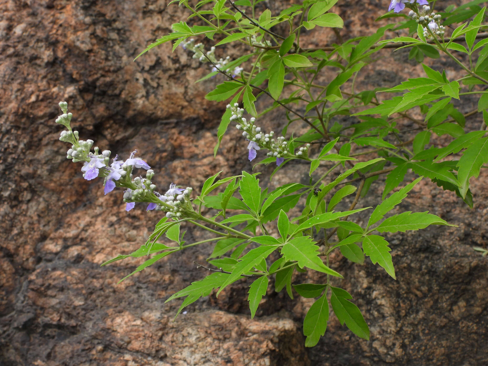 Image of Chinese chastetree