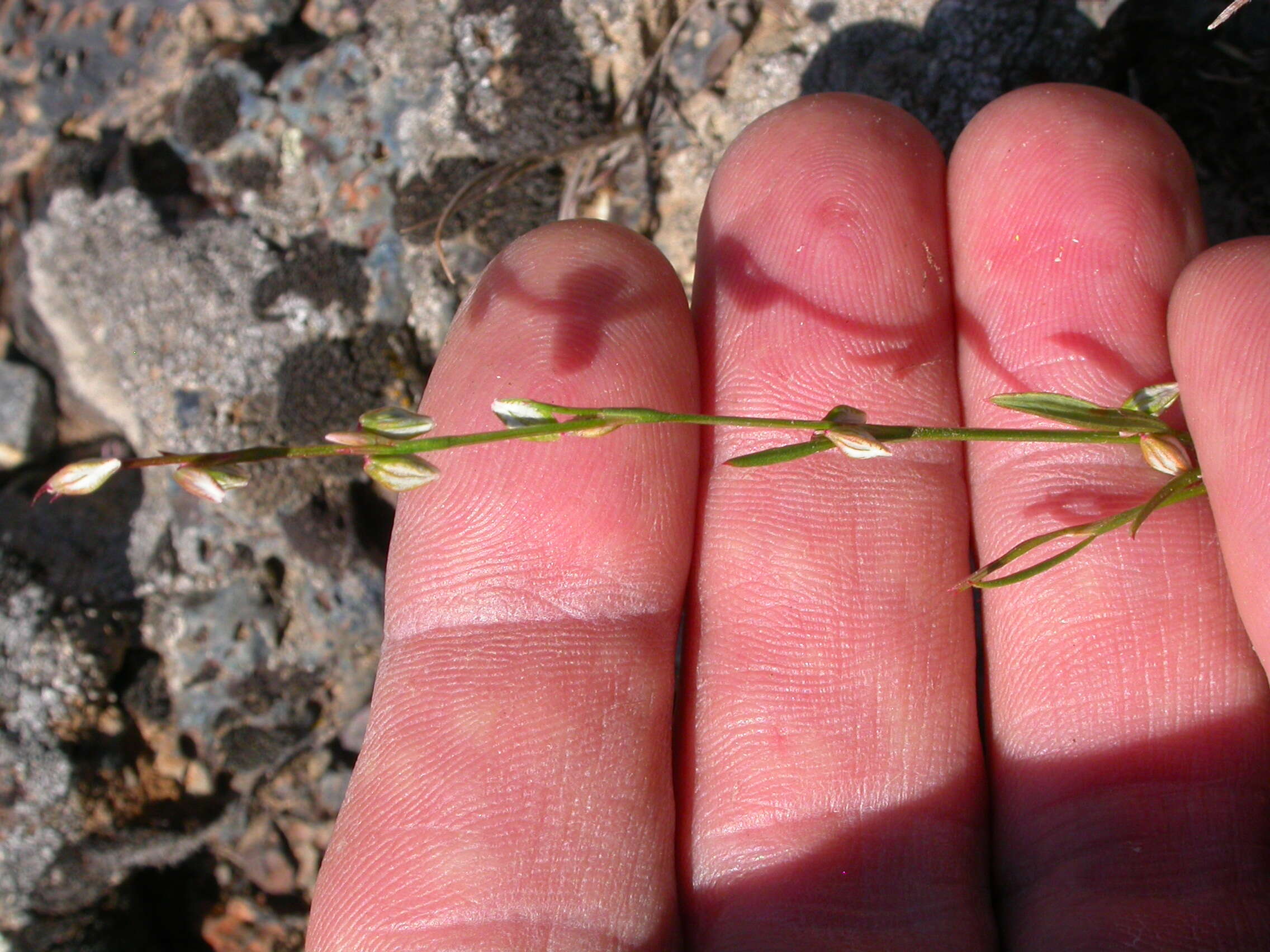 Image of Douglas' knotweed