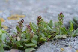 Plancia ëd Rumex bucephalophorus L.