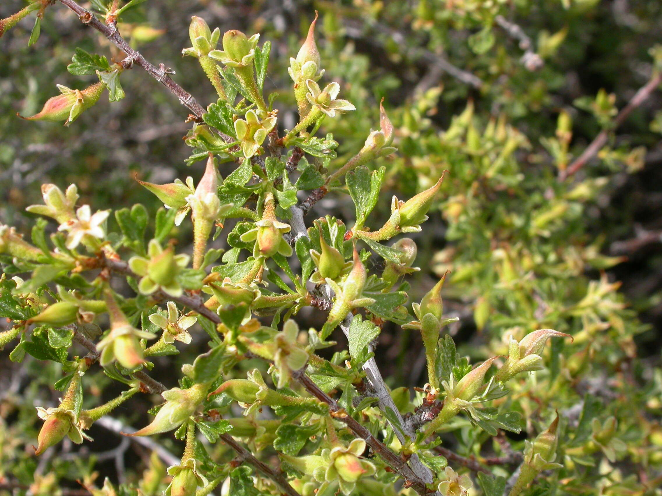 Image of antelope bitterbrush