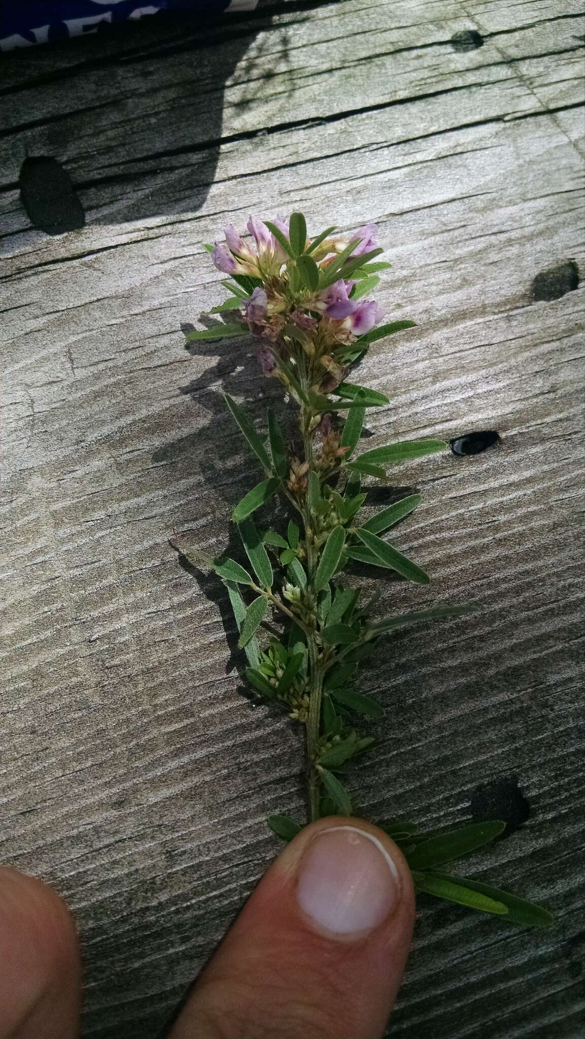 Lespedeza virginica (L.) Britton的圖片