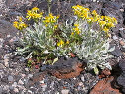 Image of woolly groundsel