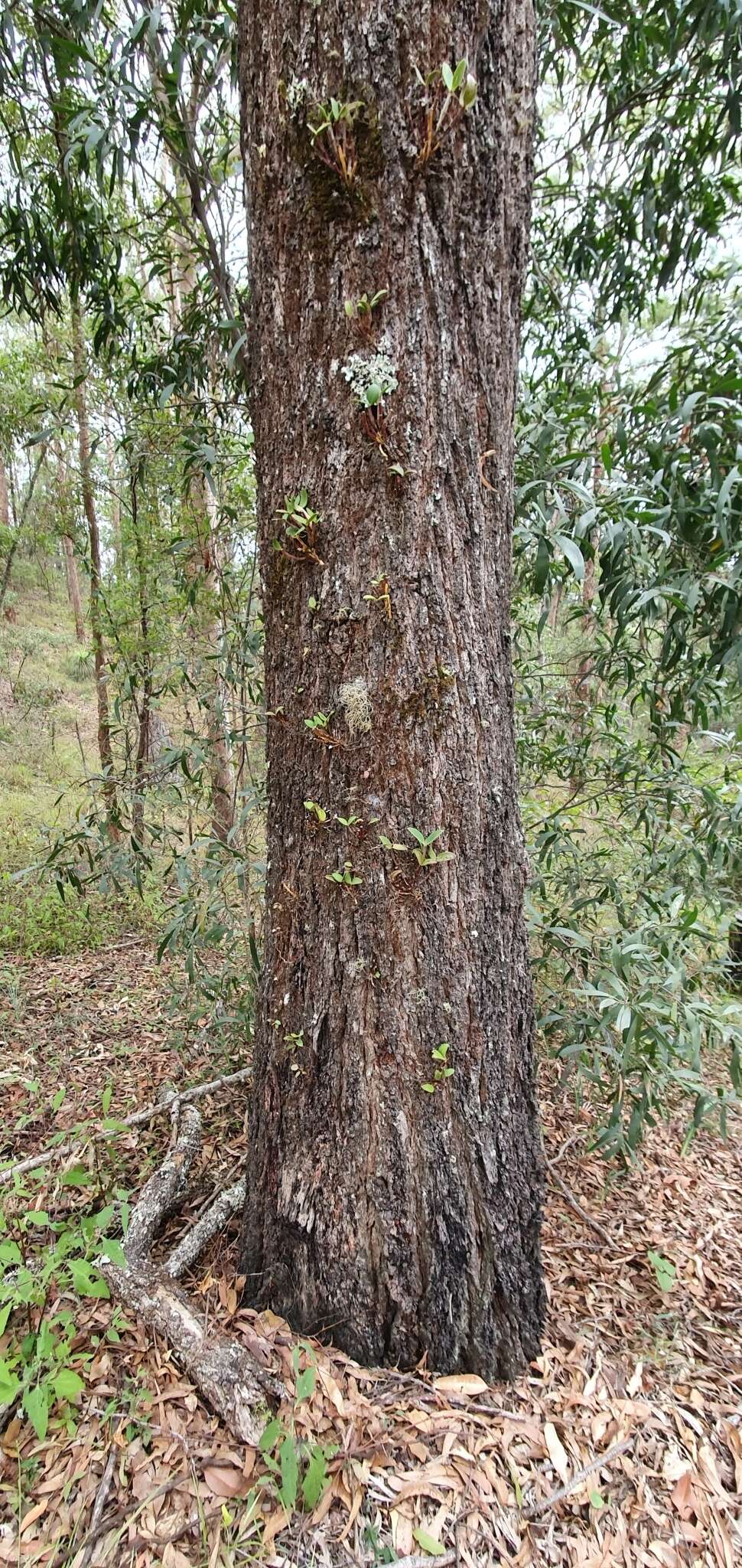 صورة Dendrobium aemulum R. Br.