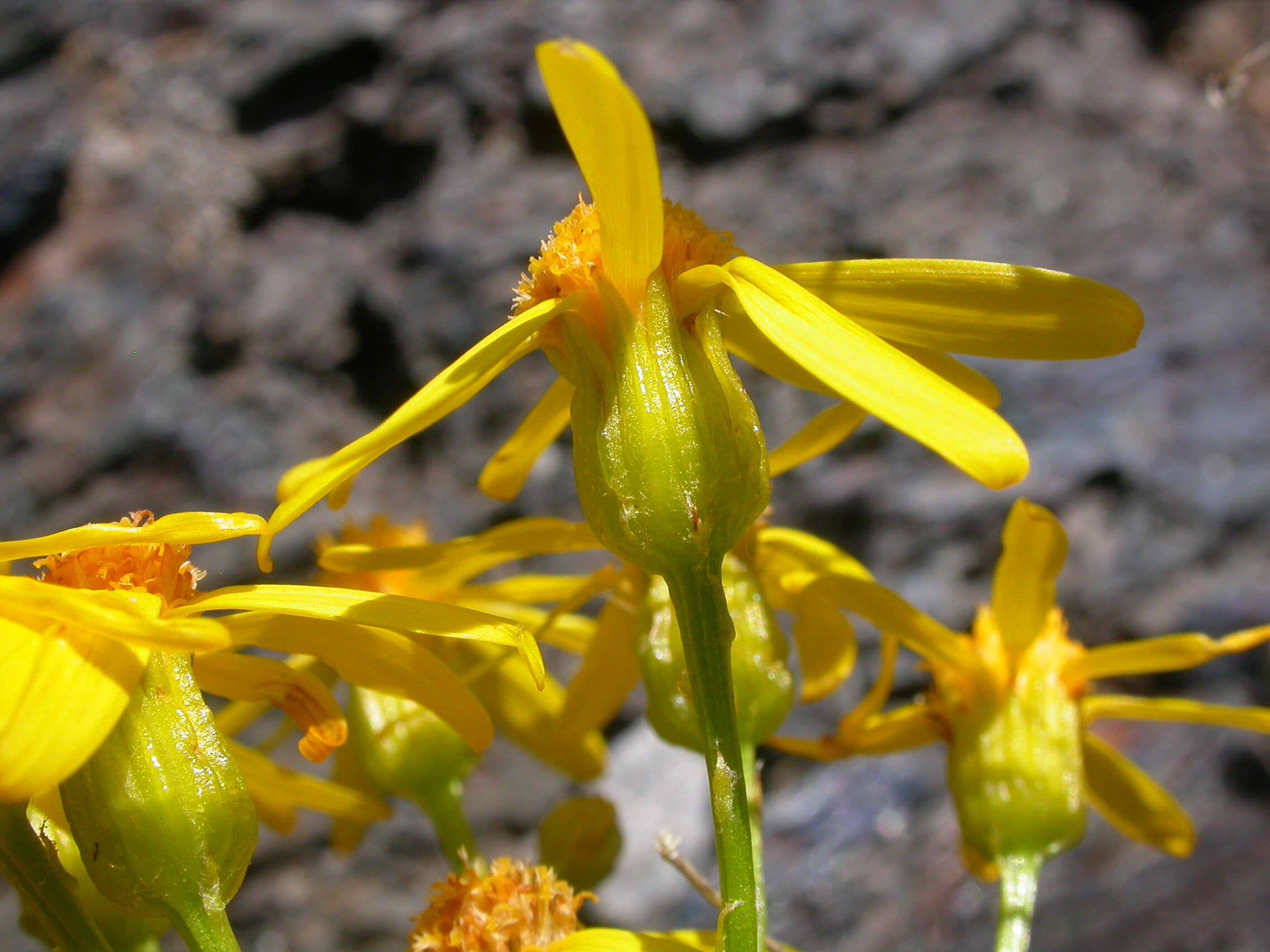 Image of woolly groundsel