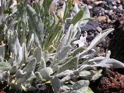 Image of woolly groundsel