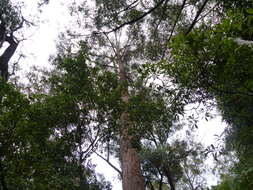 Image of Eucalyptus globoidea Blakely