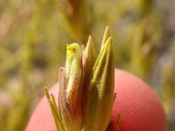 Image of bushy bird's beak