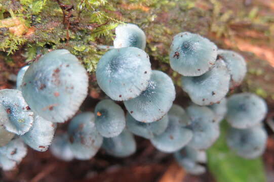 Clitocybula azurea Singer 1973 resmi