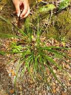 Image of Carex megalepis K. A. Ford