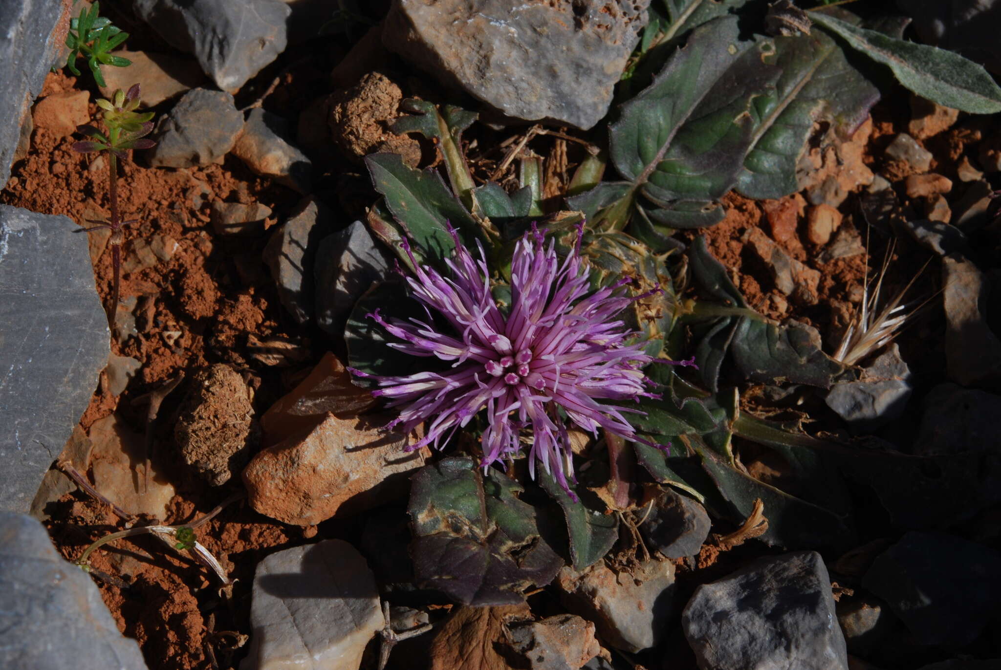 Image de Centaurea raphanina subsp. raphanina