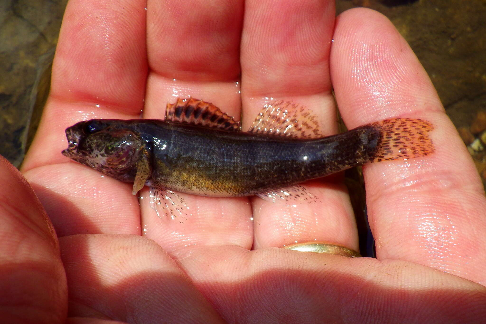 Image of Etheostoma mihileze Mayden 2010