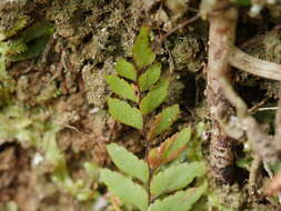 Image of Adiantum fulvum Raoul