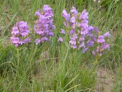 Image of fuzzytongue penstemon