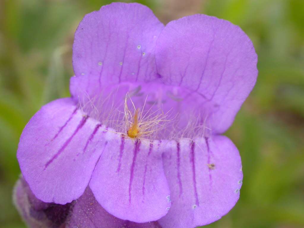 Image of fuzzytongue penstemon