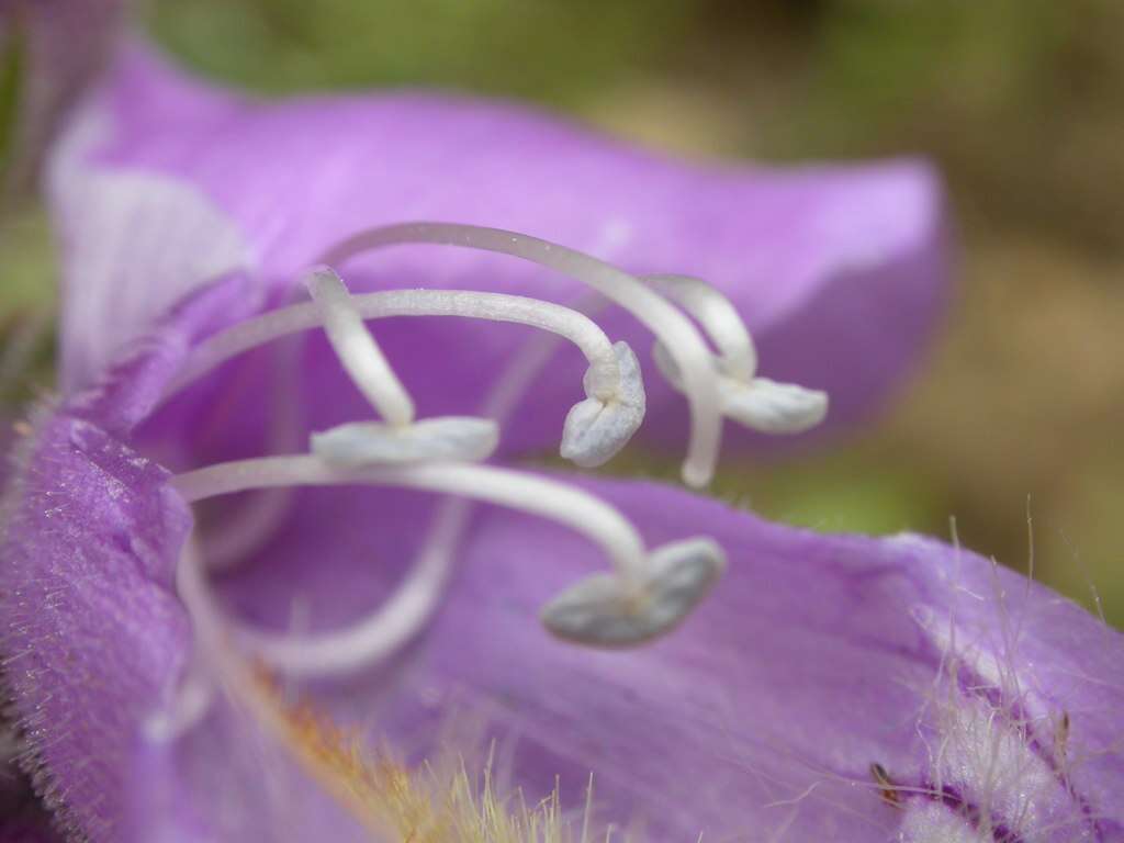 Image of fuzzytongue penstemon