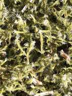 Image of racomitrium moss