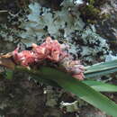 Image of Nemaconia glomerata (Correll) Van den Berg, Salazar & Soto Arenas