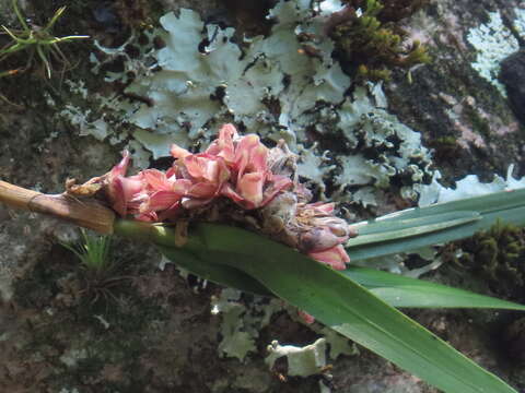 Plancia ëd Nemaconia glomerata (Correll) Van den Berg, Salazar & Soto Arenas