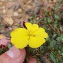 Image of Hibbertia diffusa R. Br.
