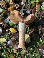 Image of Cortinarius alboroseus (R. Heim) Peintner, E. Horak, M. M. Moser & Vilgalys 2002