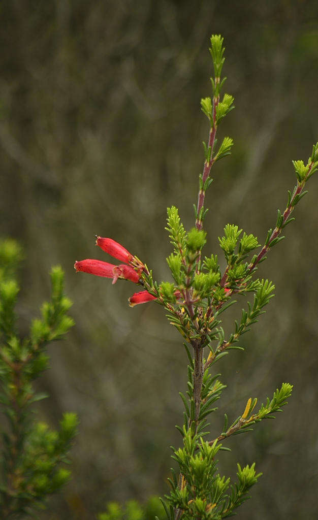 Imagem de Erica chloroloma Lindl.