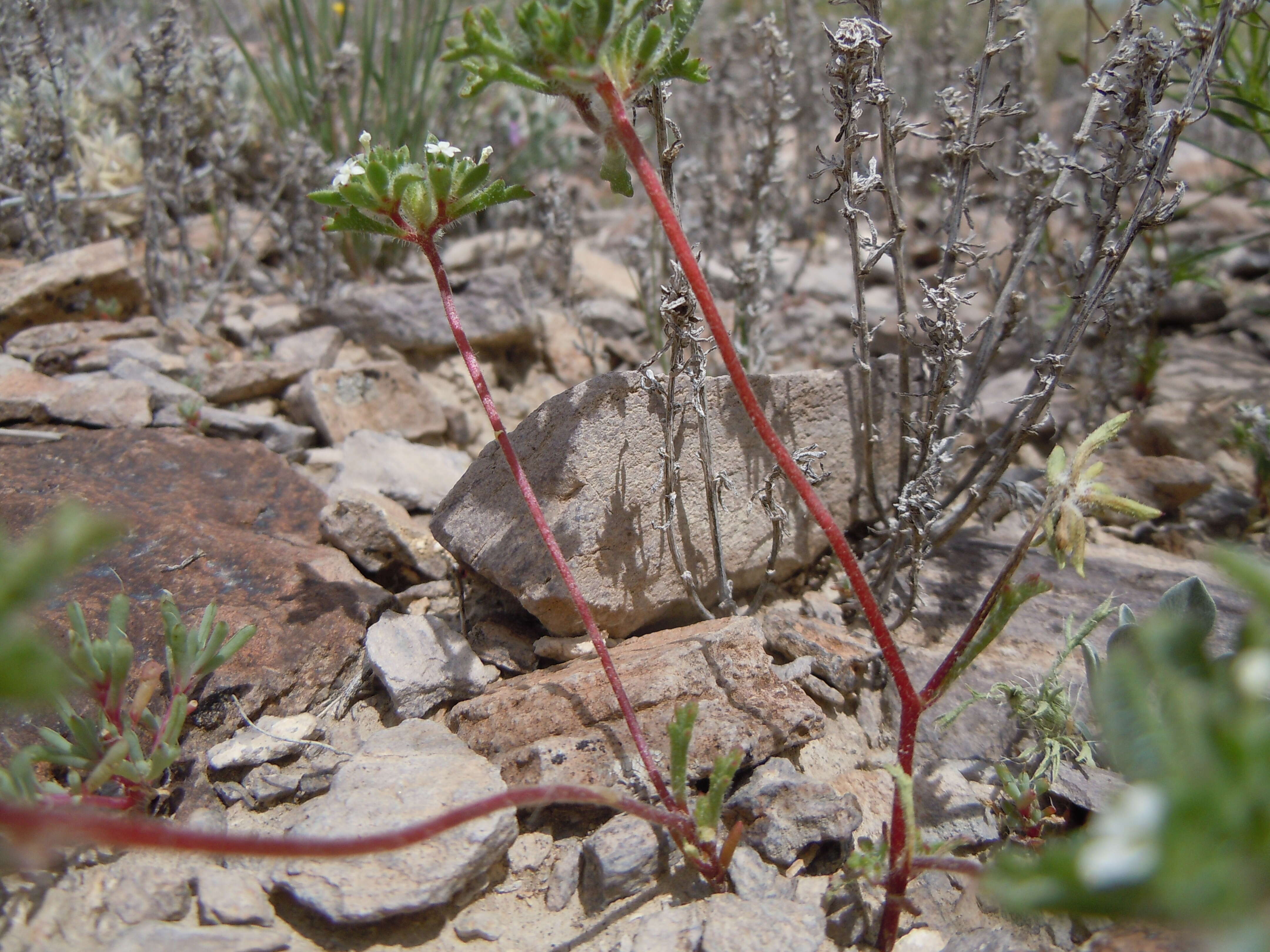 Image of manybranched ipomopsis