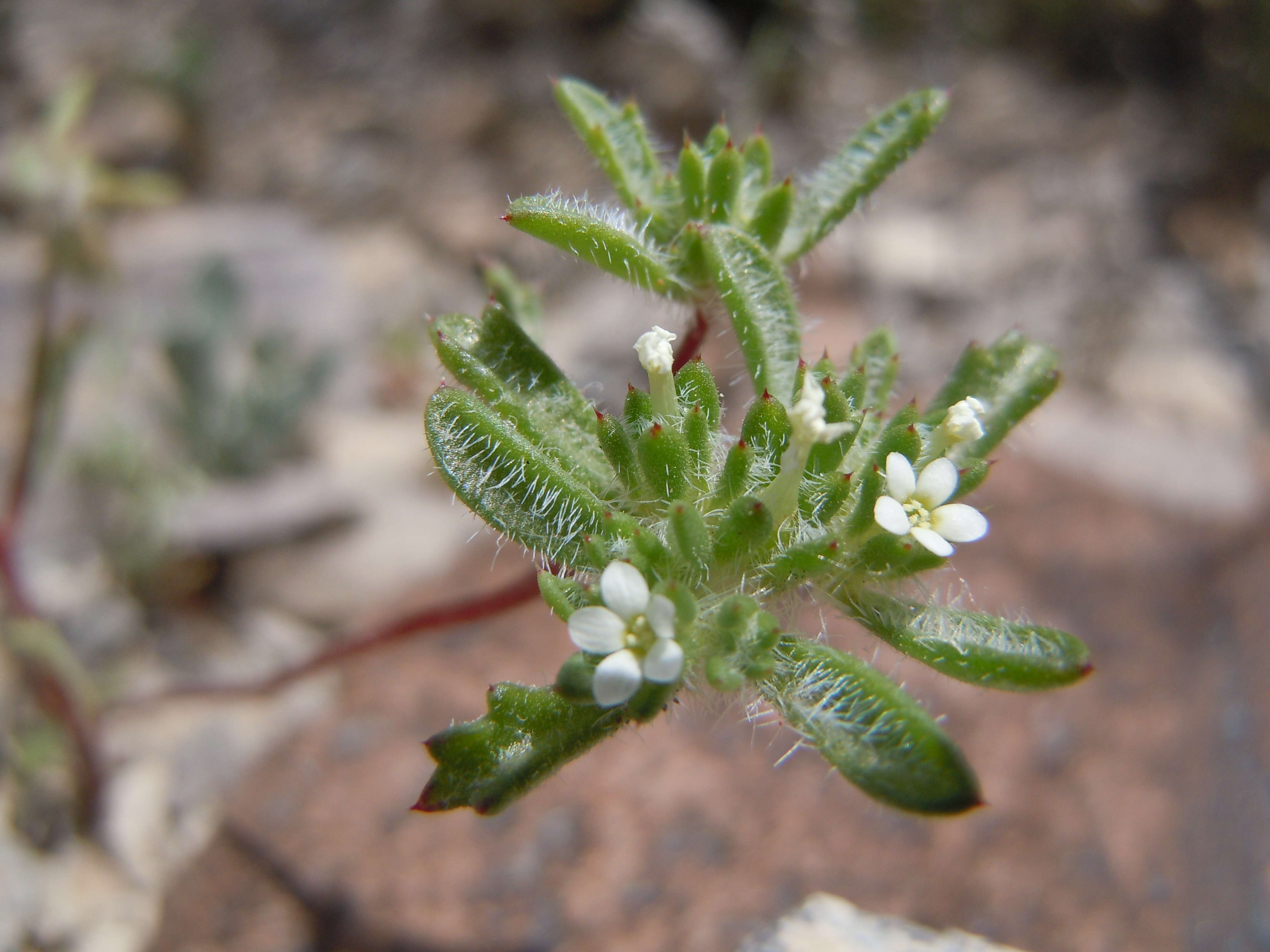 Image of manybranched ipomopsis