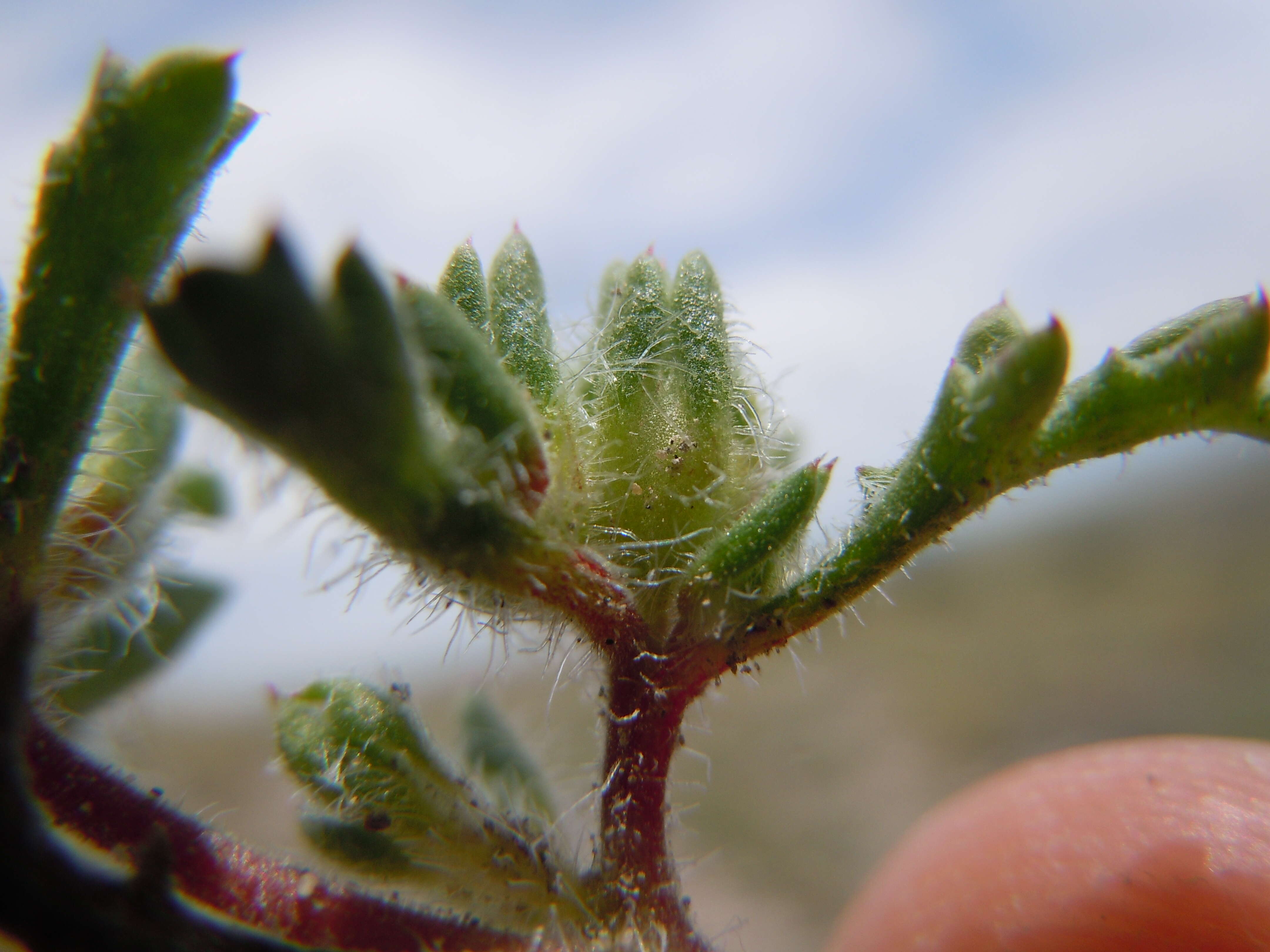 Image of manybranched ipomopsis