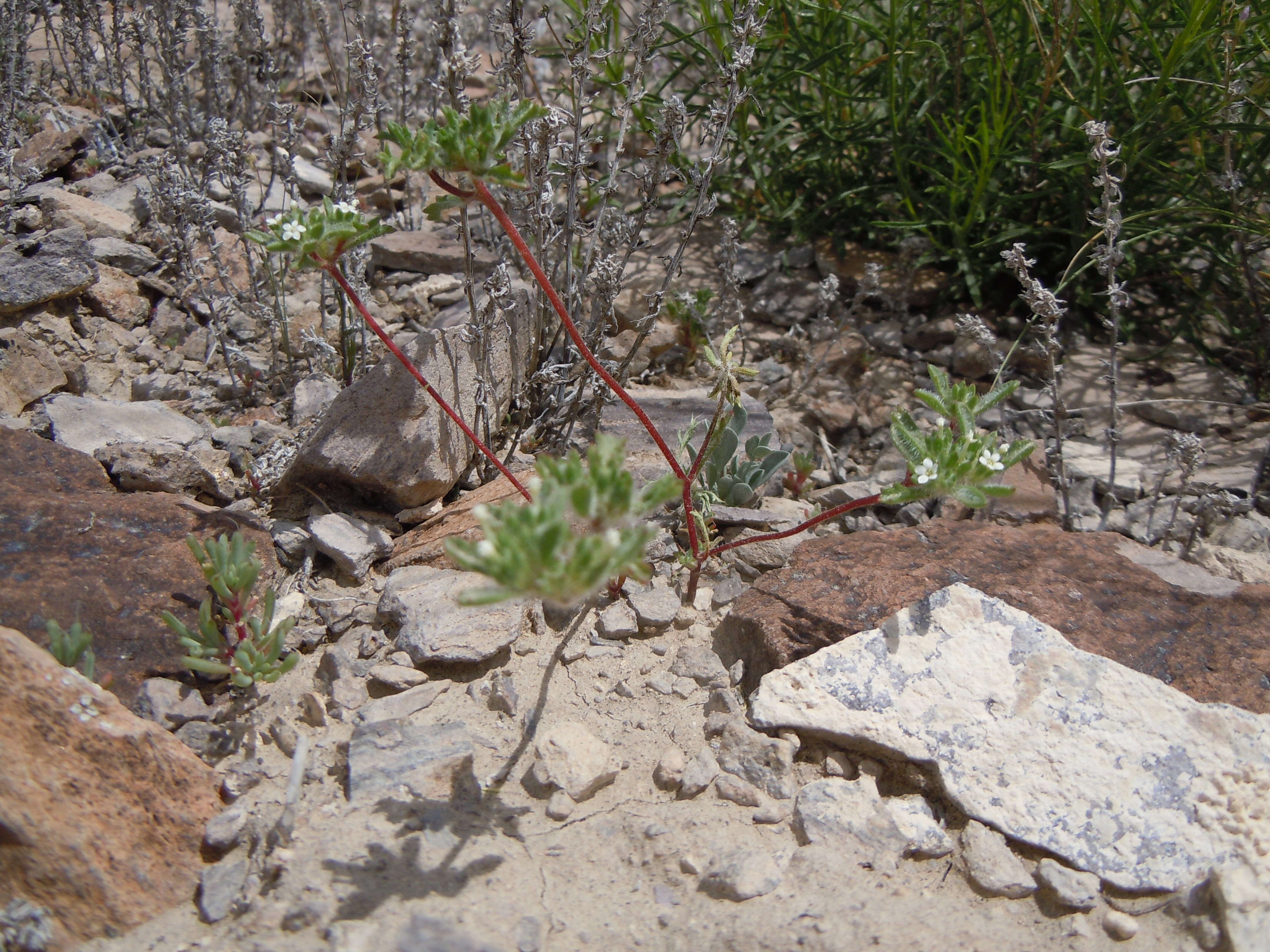 Image of manybranched ipomopsis