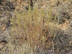 Image of Artemisia pauciflora