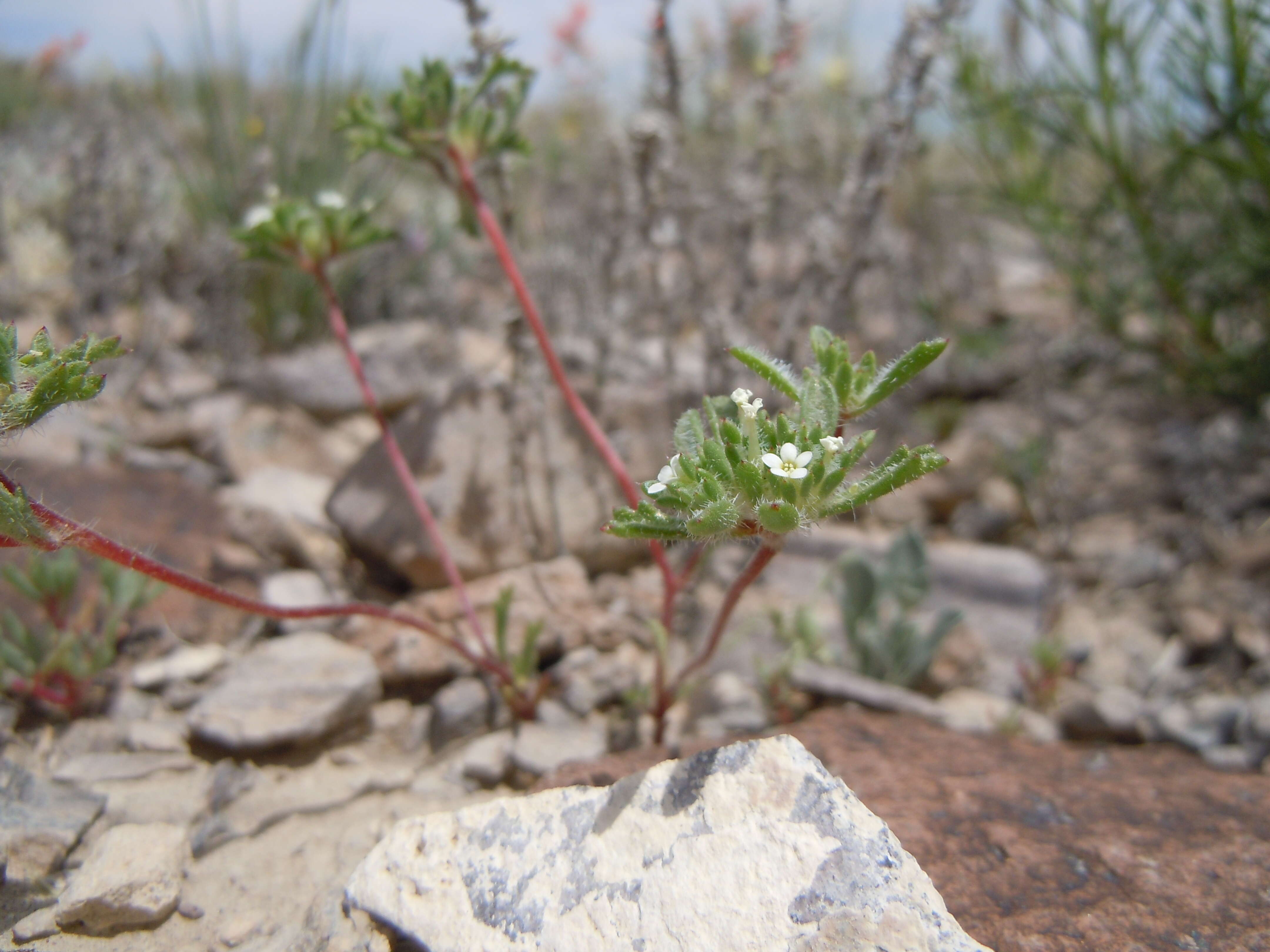 Image of manybranched ipomopsis