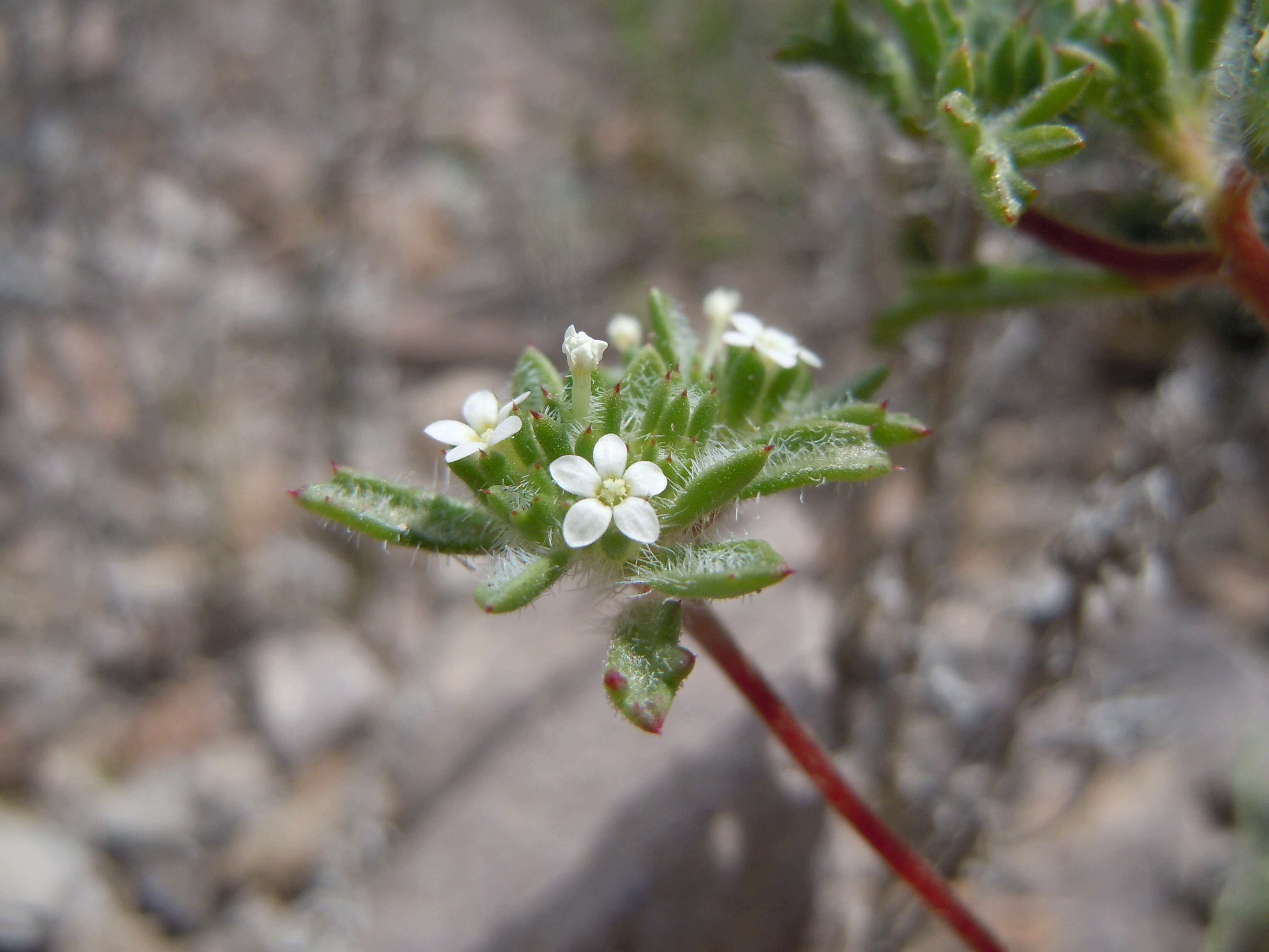 Image of manybranched ipomopsis