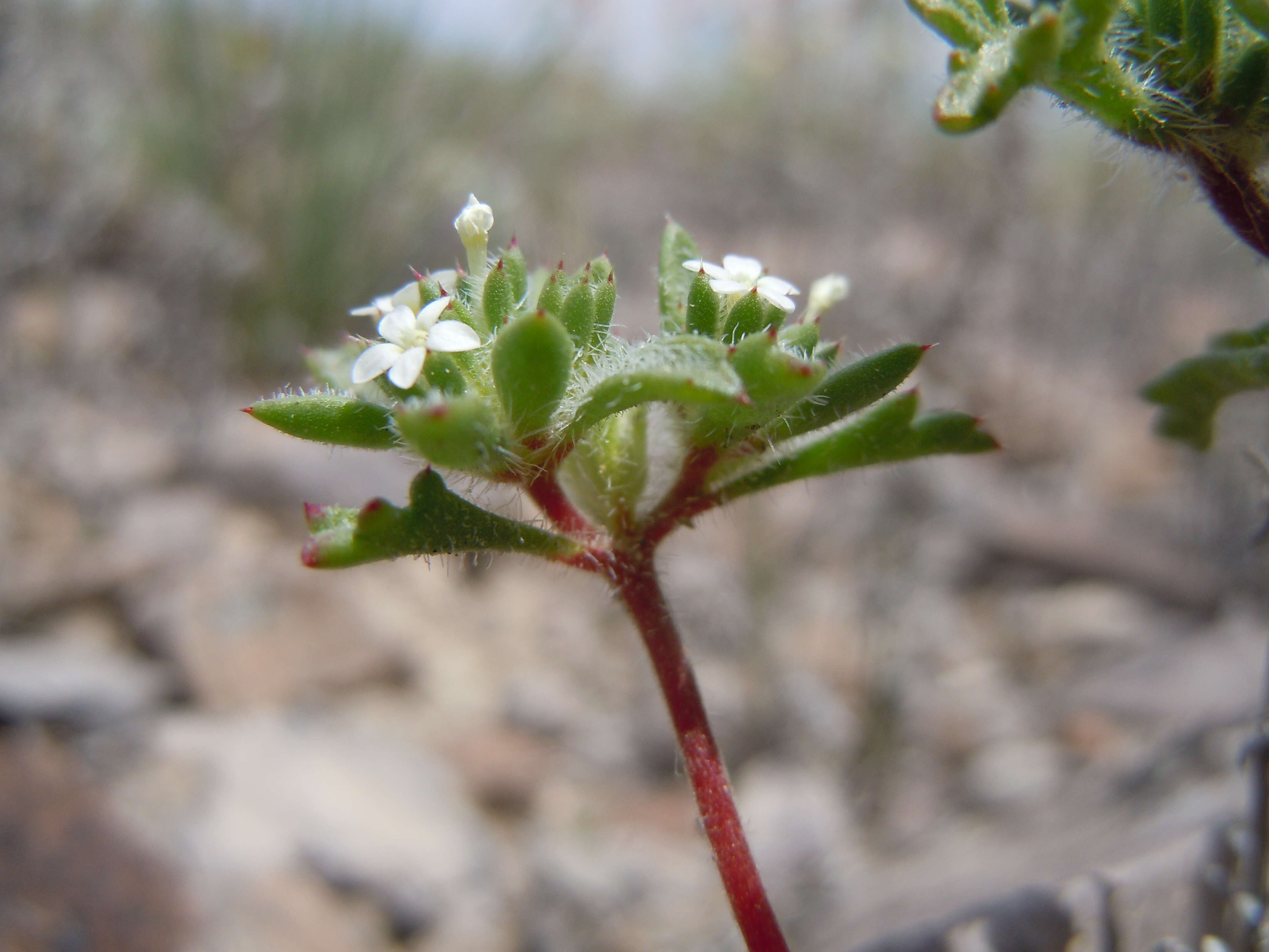 Image of manybranched ipomopsis