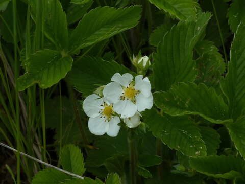 Image de Fraisier vert